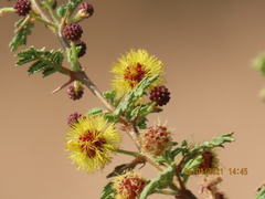 Vachellia eburnea