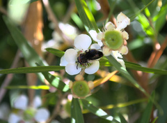 Callomelitta littleri