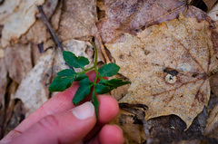 Sceptridium oneidense