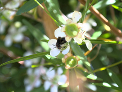 Callomelitta littleri