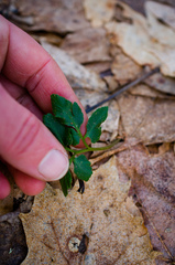 Sceptridium oneidense