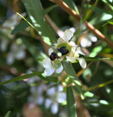Callomelitta littleri
