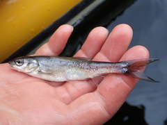 Mylocheilus caurinus