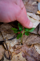 Sceptridium oneidense