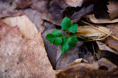 Sceptridium oneidense