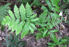 Pteris carsei