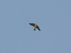 White-Rumped Swallow photo 4