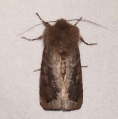 Orthosia garmani