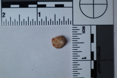 Calliostomatidae