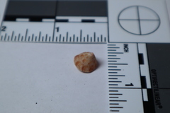 Calliostomatidae