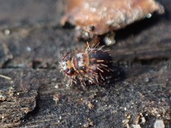 Vesicephalus occidentalis