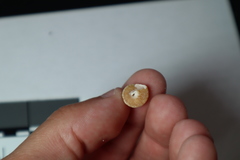 Calliostomatidae