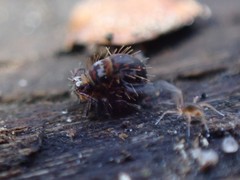 Vesicephalus occidentalis