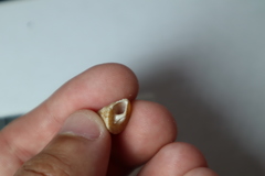Calliostomatidae