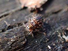 Vesicephalus occidentalis