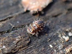 Vesicephalus occidentalis