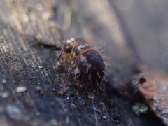 Vesicephalus occidentalis