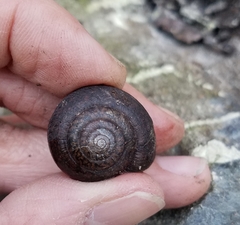 Helminthoglypta diabloensis