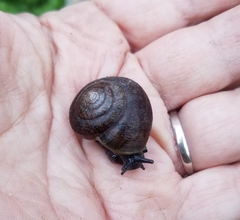 Helminthoglypta diabloensis