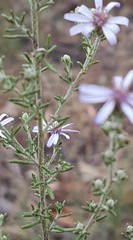 Olearia ramosissima