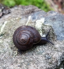 Helminthoglypta diabloensis