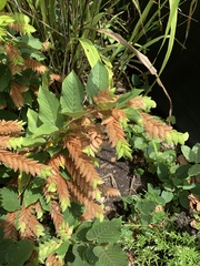 Flemingia strobilifera