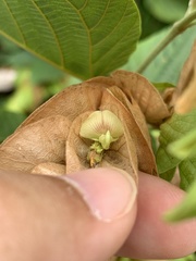 Flemingia strobilifera