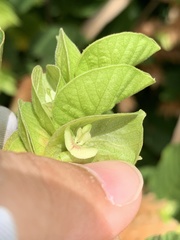Flemingia strobilifera