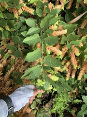 Flemingia strobilifera