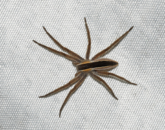 Pisaurina brevipes