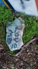 Helminthoglypta diabloensis