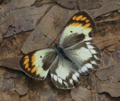 Colotis antevippe gavisa