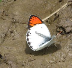 Colotis antevippe gavisa