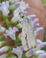 Eudonia bisinualis