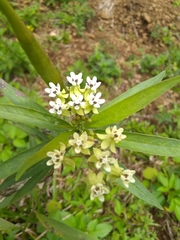 Asclepias nivea