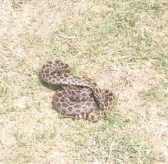 Crotalus polystictus