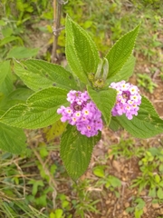 Lantana trifolia