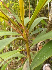 Rhytidophyllum bicolor