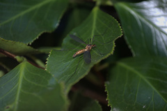 Leptotarsus igniceps