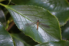 Leptotarsus igniceps