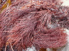 Prionitis filiformis
