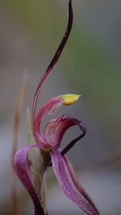 Caladenia caudata