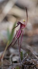 Caladenia caudata