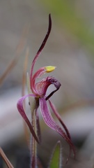 Caladenia caudata