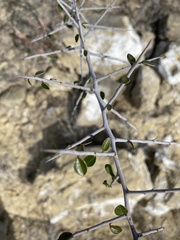 Castela erecta