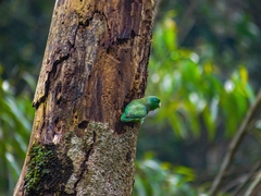 Forpus conspicillatus