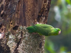 Forpus conspicillatus