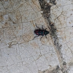 Astylus bourgeoisi