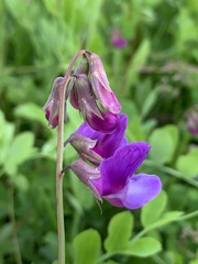 Lathyrus japonicus