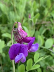 Lathyrus japonicus